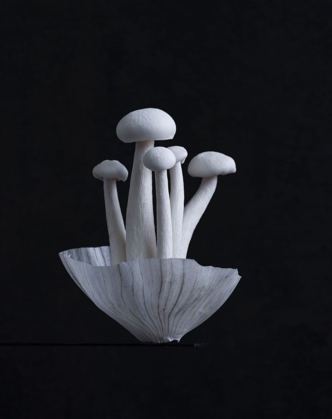 Close-up studio shot of several white mushrooms growing in a small cluster and sitting on a dark, reflective surface against a black background.