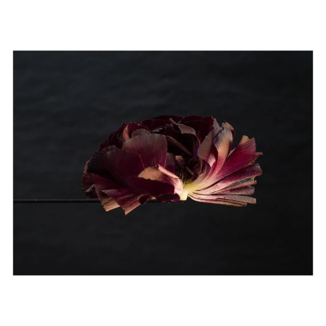 Dramatic close-up of a single dark burgundy flower with light edges against a blurred black background, highlighting the flower's textures.