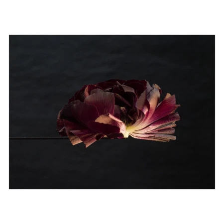 Dramatic close-up of a single dark burgundy flower with light edges against a blurred black background, highlighting the flower's textures.