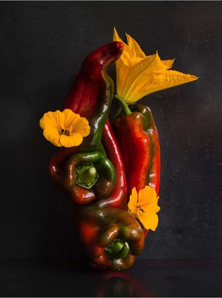 Still life of red and green bell peppers arranged with yellow flowers on a dark background, highlighting natural textures and colors.