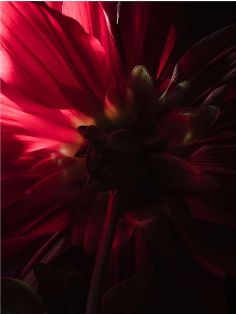 A close-up, macro shot highlights the intricate layers and vibrant red hue of a dahlia flower against a dark, shadowy backdrop.