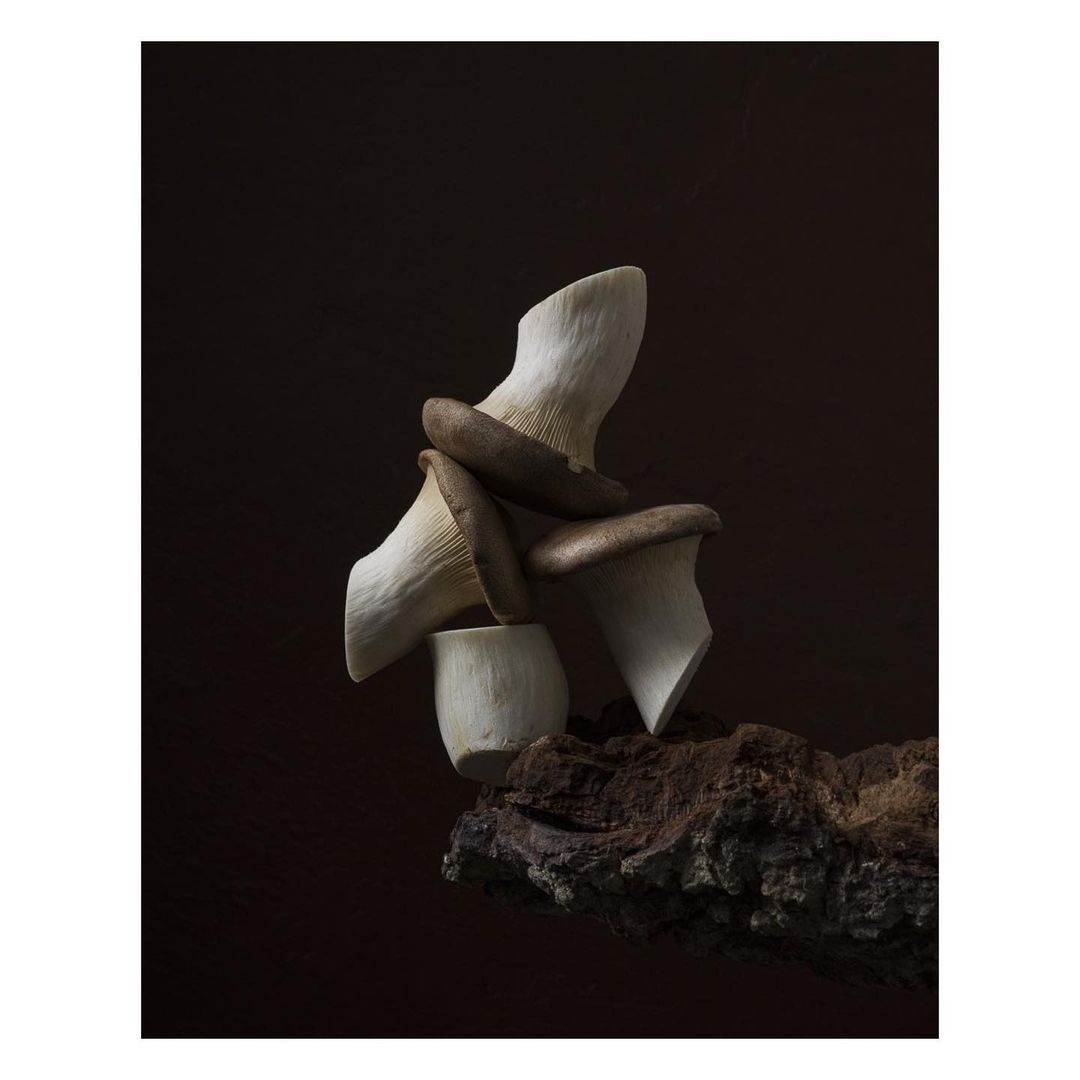 Still life shot of king oyster mushrooms stacked on a piece of wood against a dark brown background. Food and beverage concept.