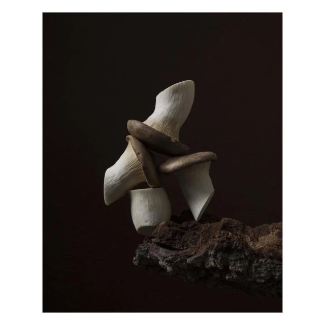 Still life shot of king oyster mushrooms stacked on a piece of wood against a dark brown background. Food and beverage concept.