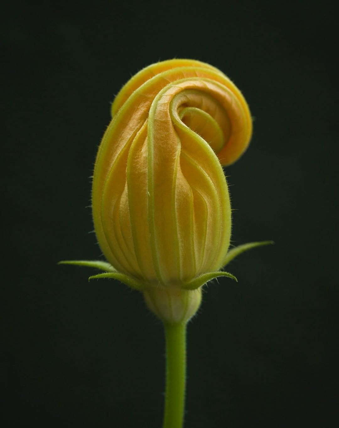 Close-up shot of a closed yellow pumpkin flower bud on a thin green stem against a blurred dark green background, nature photograph.