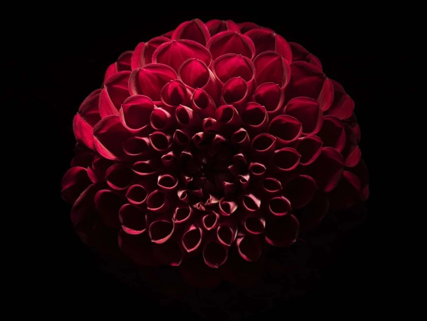 Close-up of a vibrant red dahlia flower with intricate petal arrangement set against a dark background, creating a dramatic floral portrait.