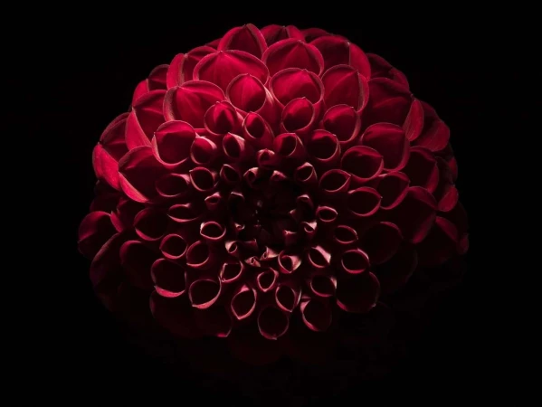 Close-up of a vibrant red dahlia flower with intricate petal arrangement set against a dark background, creating a dramatic floral portrait.