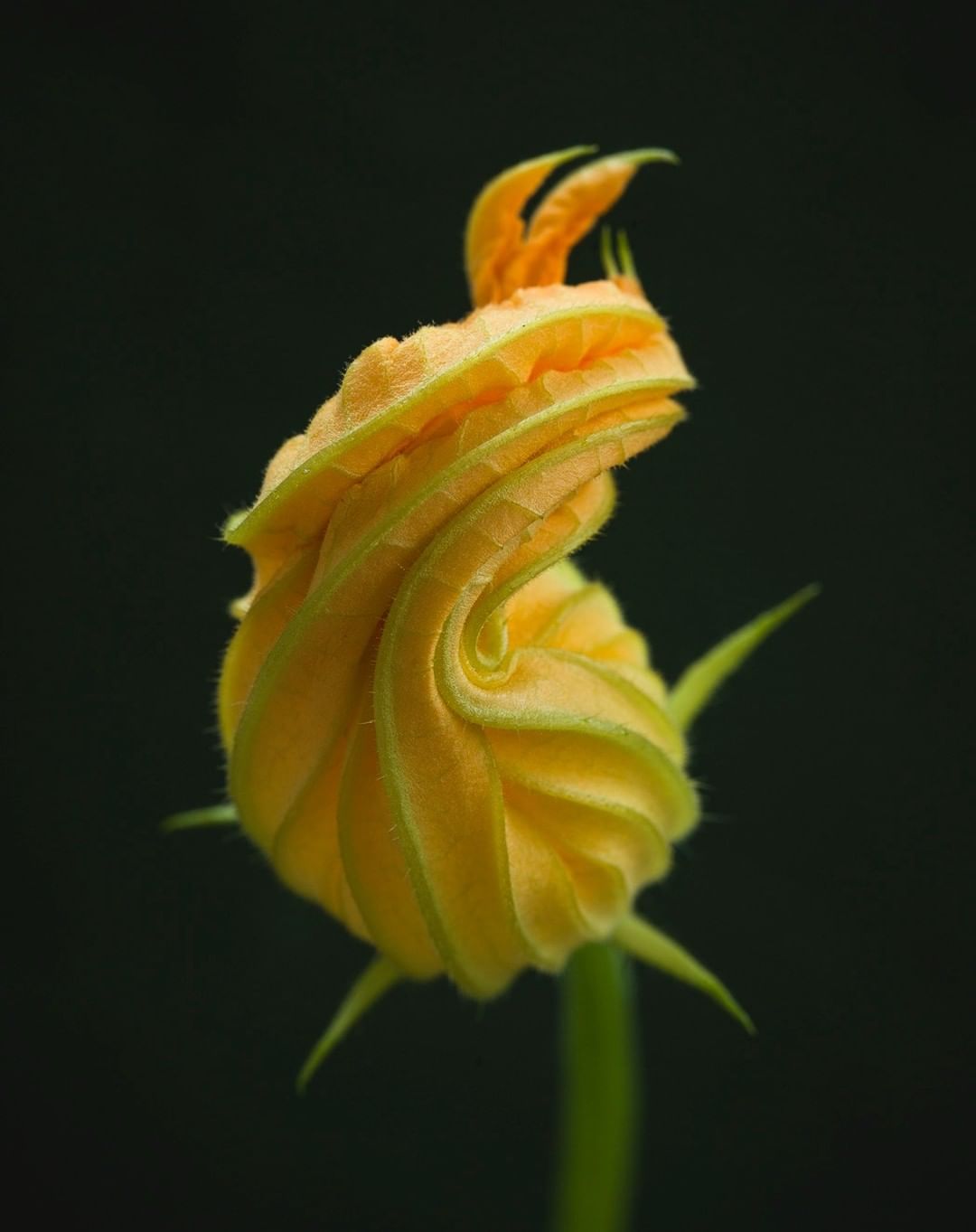 Close-up studio shot of a vibrant yellow squash blossom with spiraling petals, emerging from a green stem against a dark background.