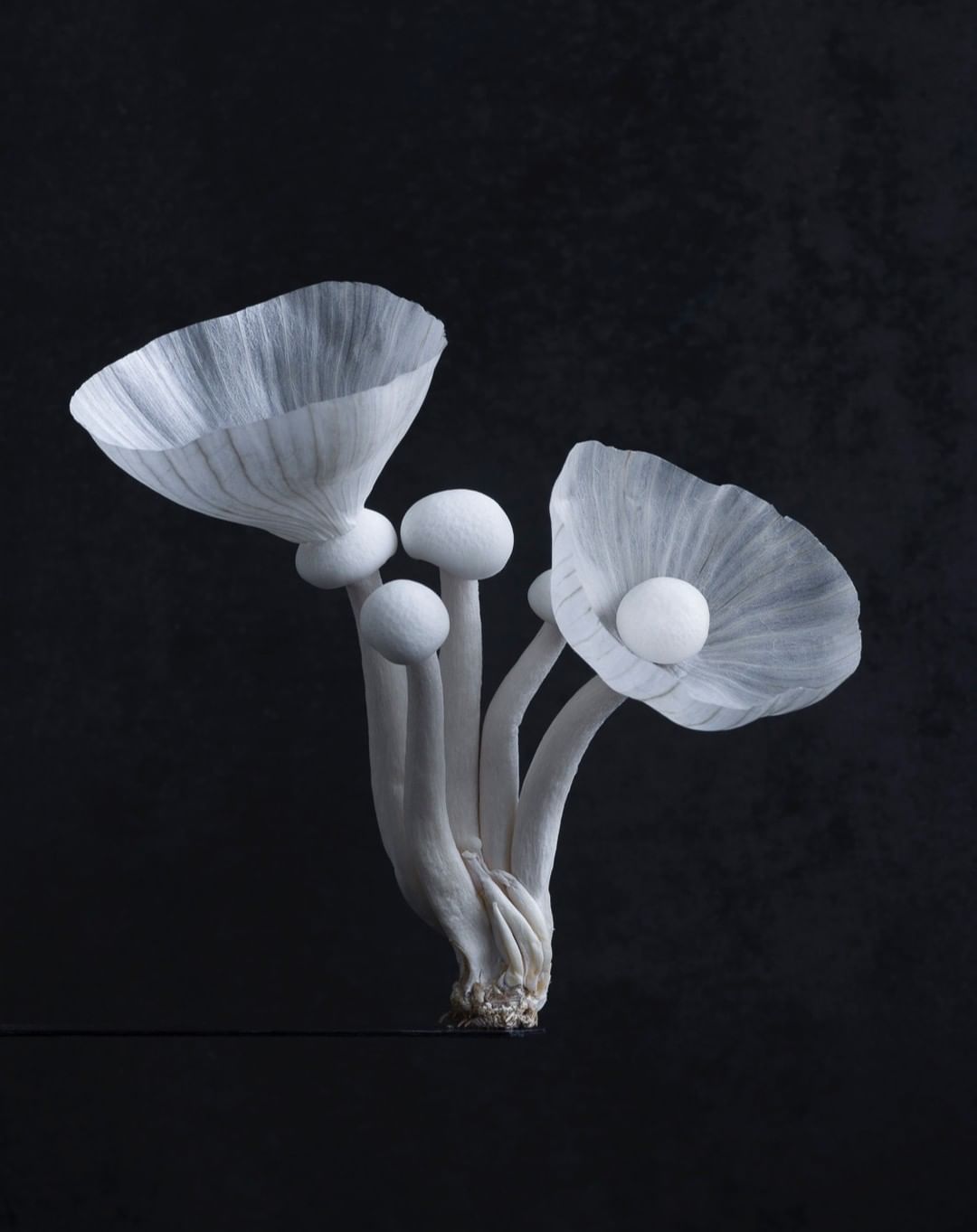 Still life photography of translucent white mushrooms with round caps against a dark background, creating a delicate and ethereal aesthetic.