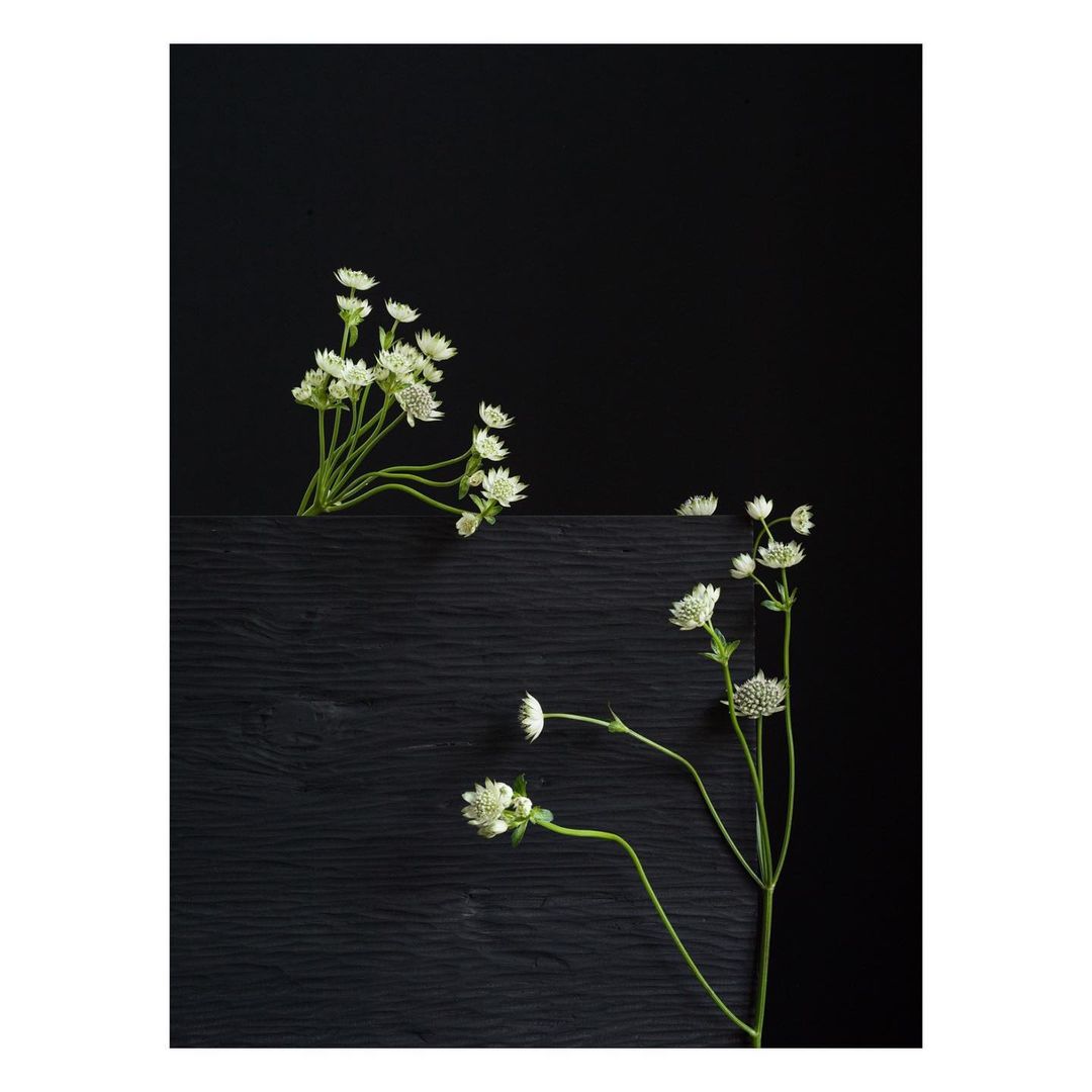 Botanical still life featuring small white flowers on a dark wooden surface against a plain black background, creating contrast and depth.