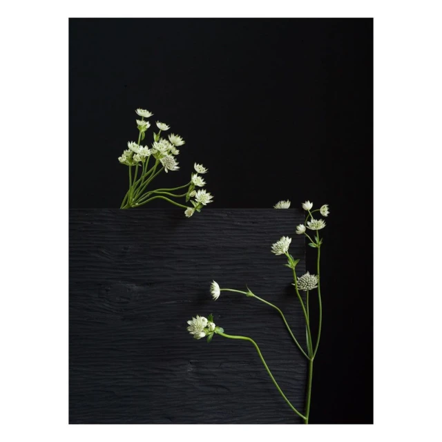 Botanical still life featuring small white flowers on a dark wooden surface against a plain black background, creating contrast and depth.