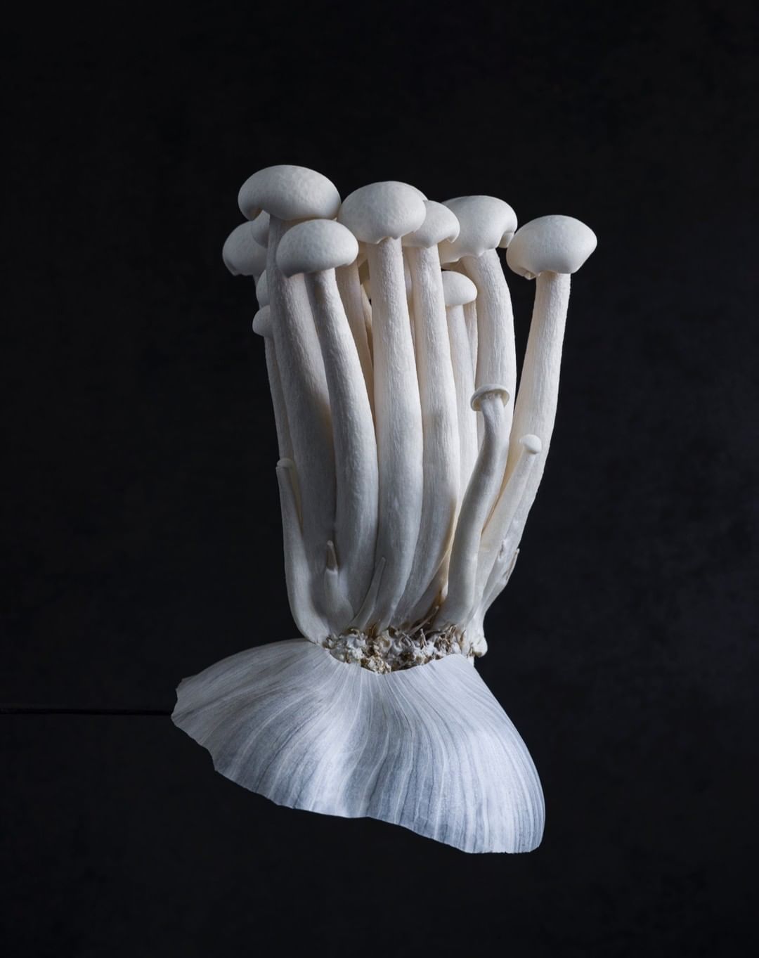 Close-up studio shot of a cluster of white beech mushrooms with long stems and small caps against a dark, gradient grey background.