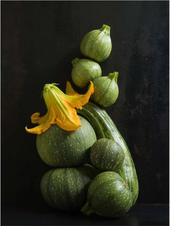 Still life of various squashes and zucchini, including round zucchini and a yellow squash blossom, stacked against a dark background.