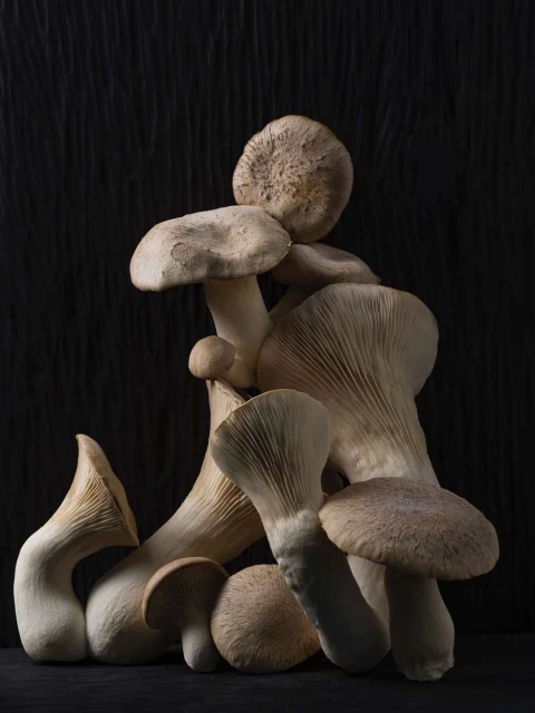 Still life of several oyster mushrooms stacked against a dark wooden background, showcasing their varying sizes and shapes.