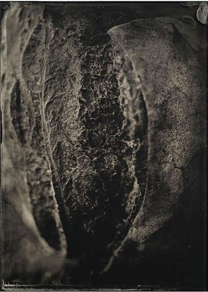 Monochromatic close-up photograph of the inner part of a cracked, organic mass with rough, irregular textures and dark color grading.