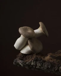 Close-up still life of three king oyster mushrooms resting on a piece of dark textured tree bark against a dark background.