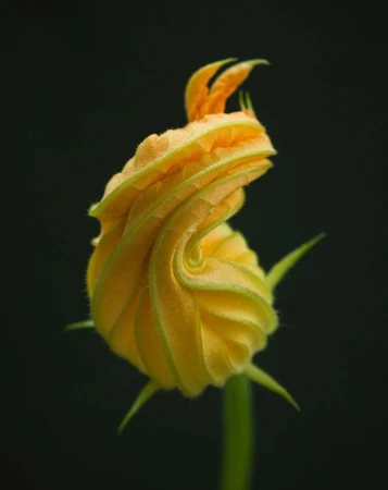 Close-up of a vibrant yellow and green unopened squash blossom against a solid black background.