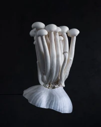 A cluster of white shimeji mushrooms growing vertically out of a pleated white fabric base against a dark background.