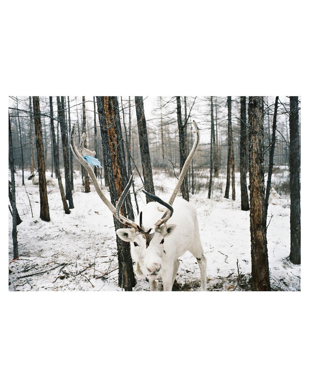 Two white reindeers standing close together in a snowy forest with bare trees, creating a winter wildlife scene.