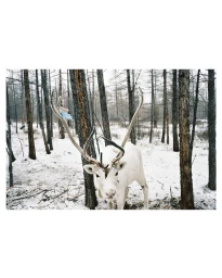 White reindeer with large antlers standing in a snow-covered forest among tall thin trees, photographed by Franck Pourcel