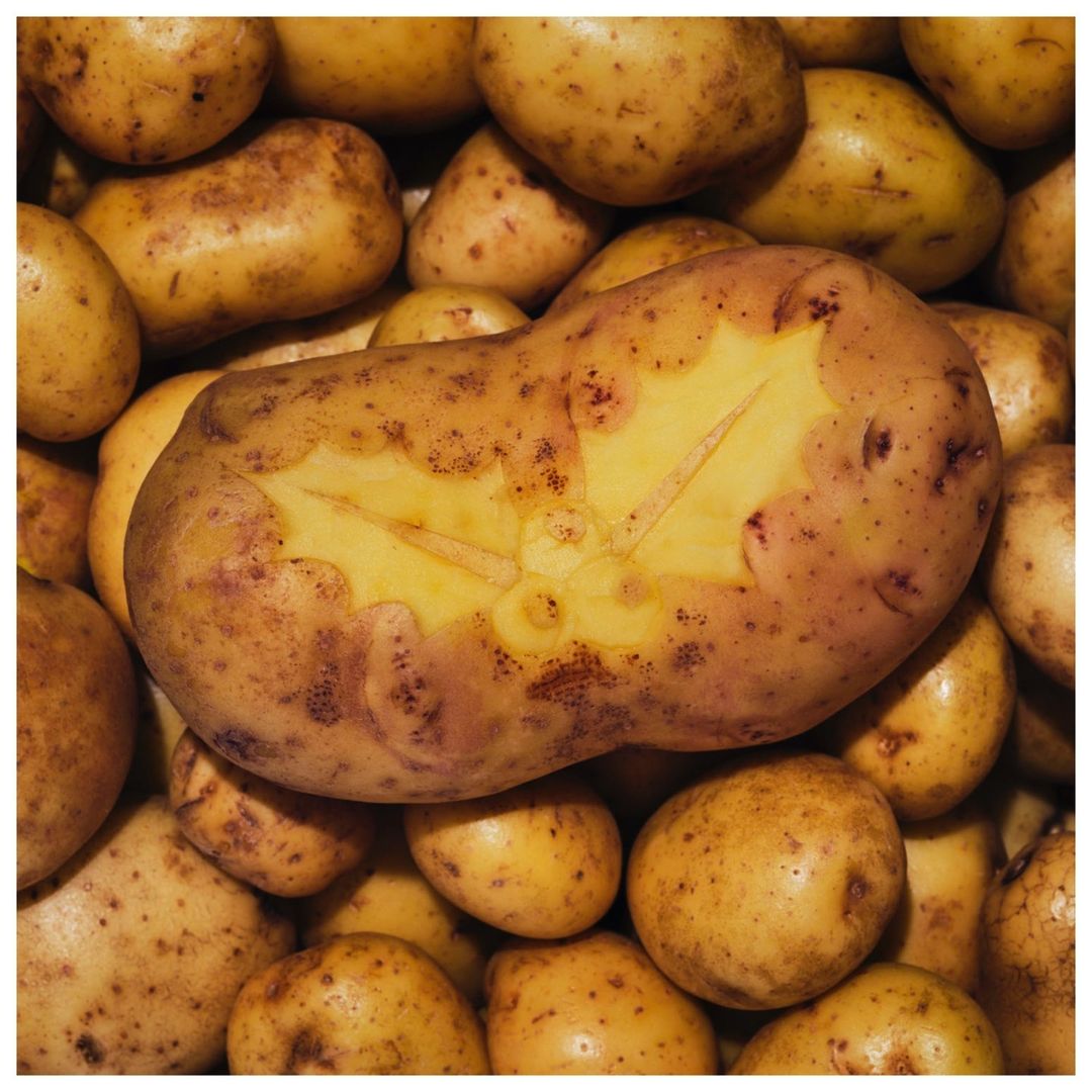 A close-up of russet potatoes, one potato is engraved with a holly design. This image could be used for a food and holiday theme.