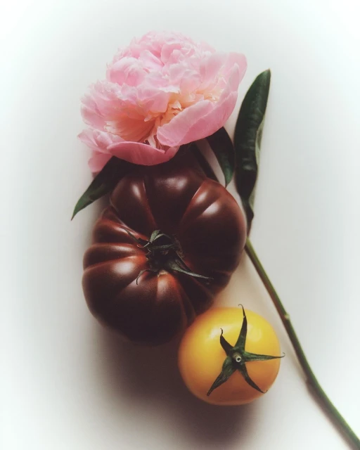 Still life of a pink peony, a brown heirloom tomato and a yellow tomato on a white surface, creating a fresh and vibrant food still life.