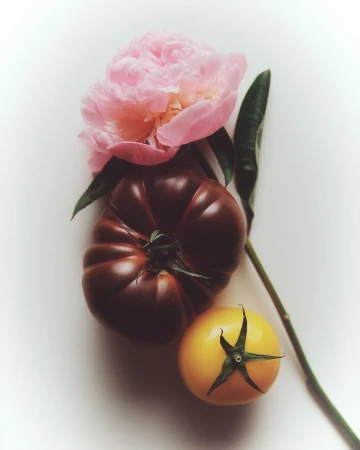 Still life of a pink peony, a brown heirloom tomato and a yellow tomato on a white surface, creating a fresh and vibrant food still life.