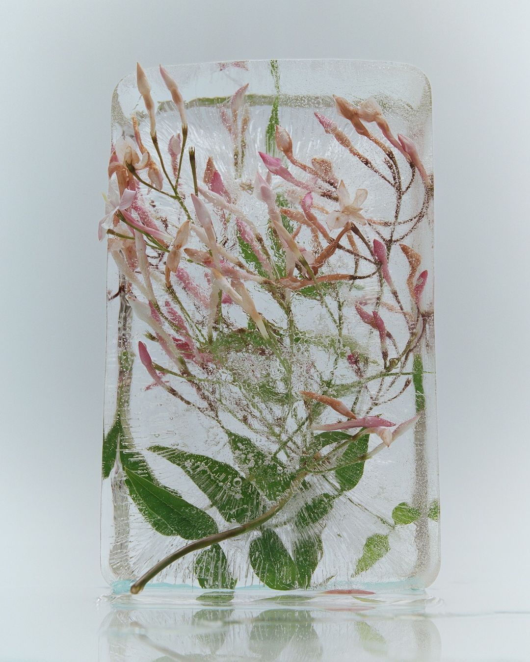 Close-up of jasmine flowers and green leaves frozen inside a clear block of ice with a light white background, casting a reflection.