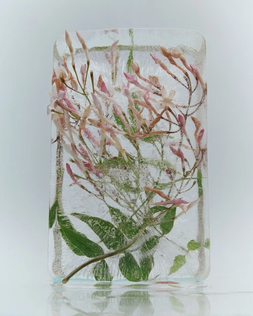 Close-up of jasmine flowers and green leaves frozen inside a clear block of ice with a light white background, casting a reflection.