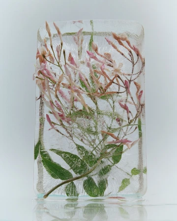 Close-up of jasmine flowers and green leaves frozen inside a clear block of ice with a light white background, casting a reflection.