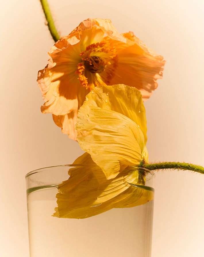 Macro photograph of an orange poppy flower in a clear glass of water against a soft, gradient background creating a peaceful floral still life.