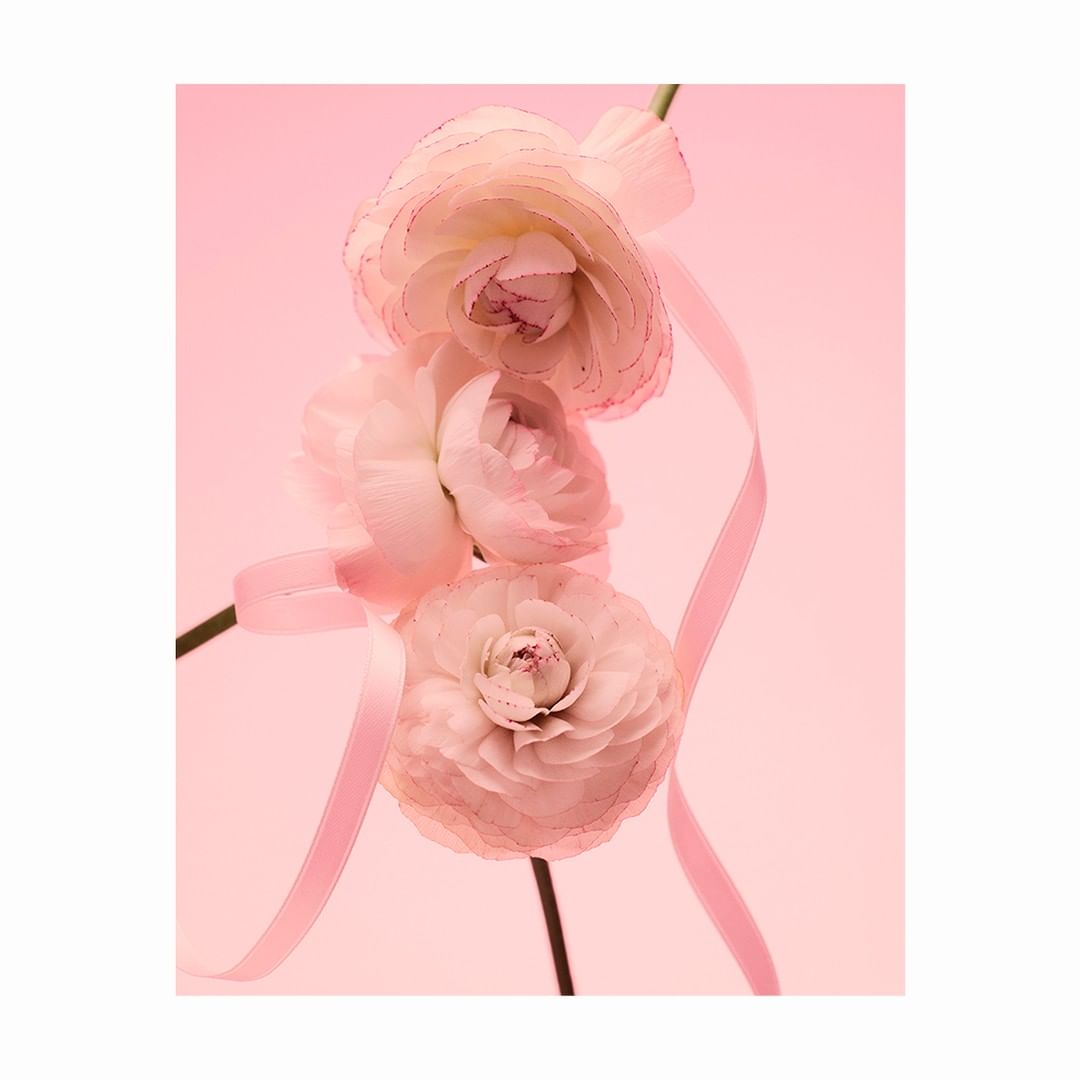 Close-up of ranunculus flowers in pastel pink with matching ribbon. Soft, dreamy lighting accentuates floral details in a minimalist composition.