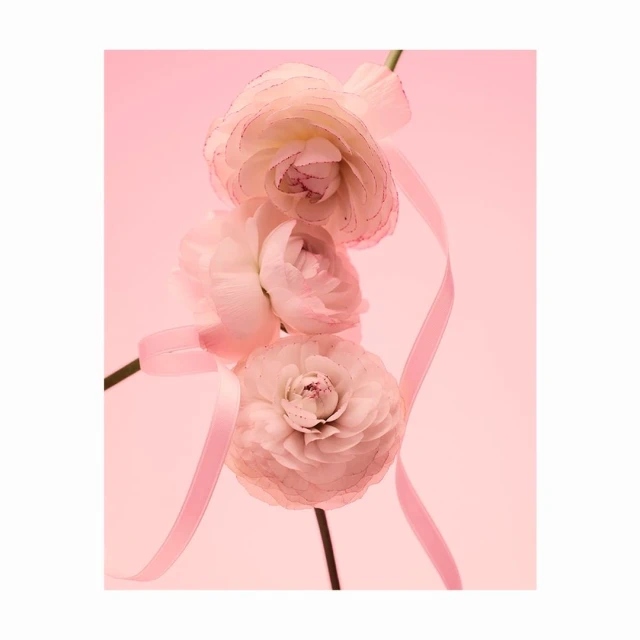 Close-up of ranunculus flowers in pastel pink with matching ribbon. Soft, dreamy lighting accentuates floral details in a minimalist composition.