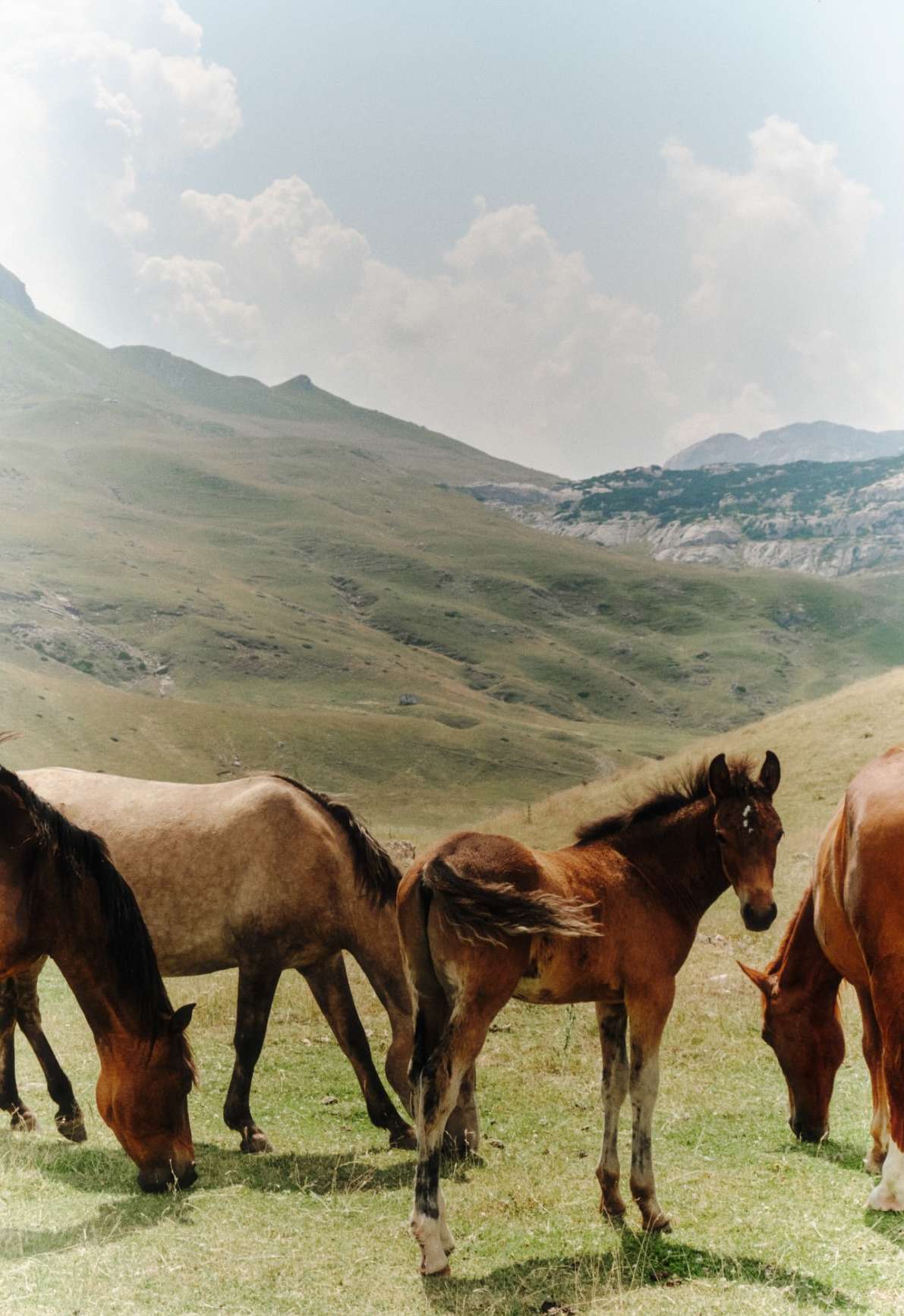 Herd of horses grazing on a lush green meadow against a backdrop of rolling hills and a cloudy sky in a scenic, natural setting.