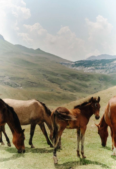 Herd of horses grazing on a lush green meadow against a backdrop of rolling hills and a cloudy sky in a scenic, natural setting.
