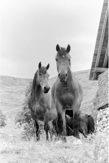 Monochrome shot of two horses standing in a grassy field near a building; rolling hills in the background on an overcast day.