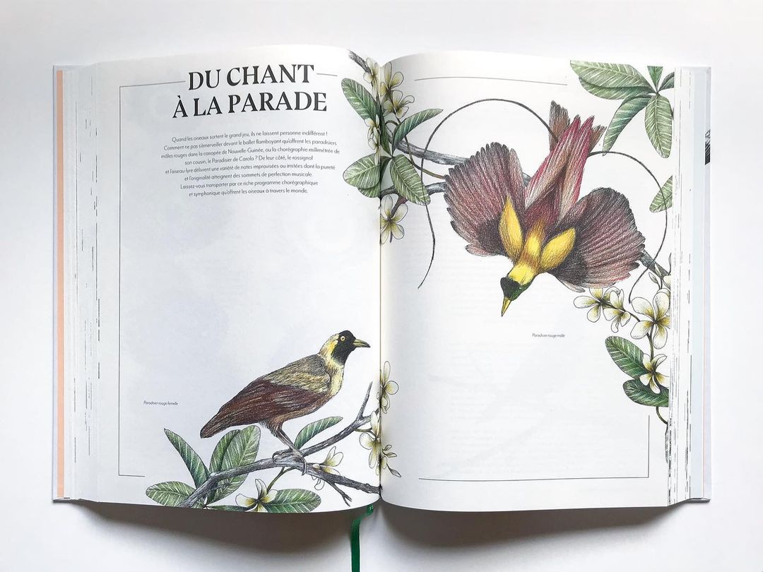 Open book page featuring detailed ornithological illustration of two types of birds with green foliage and white flowers on a white background.