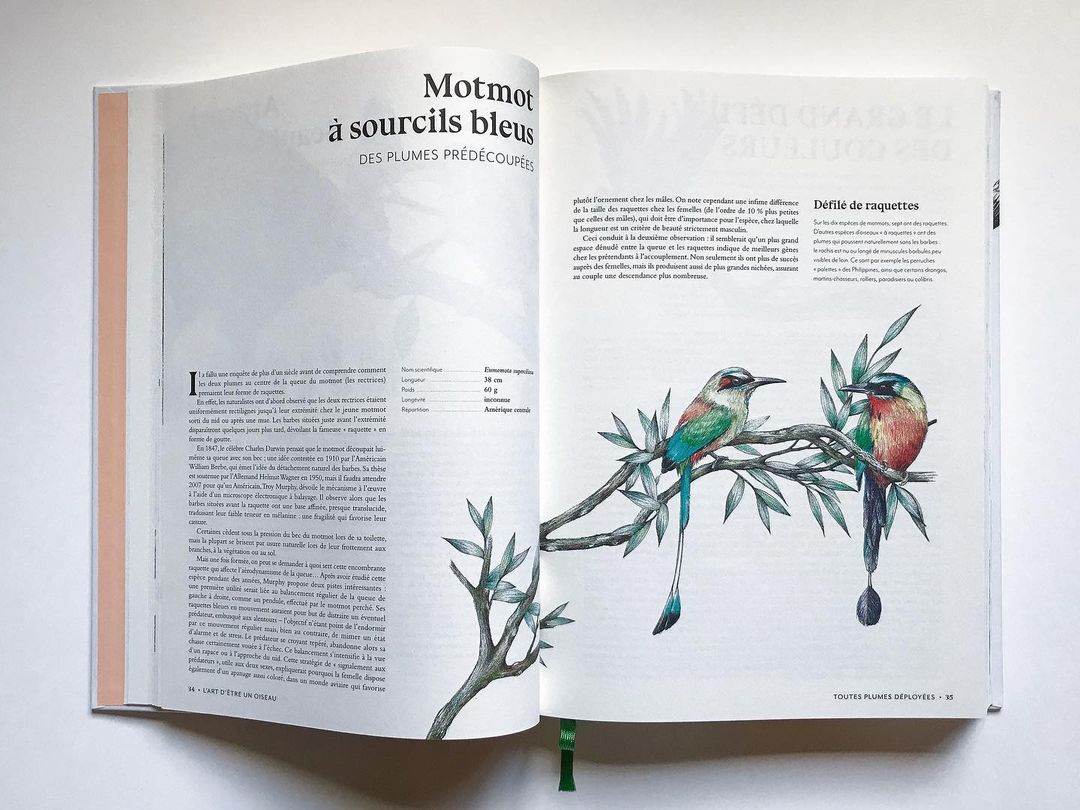 Open book with illustration of two colorful motmots birds perched on a branch, alongside descriptive text in French, against a white background.