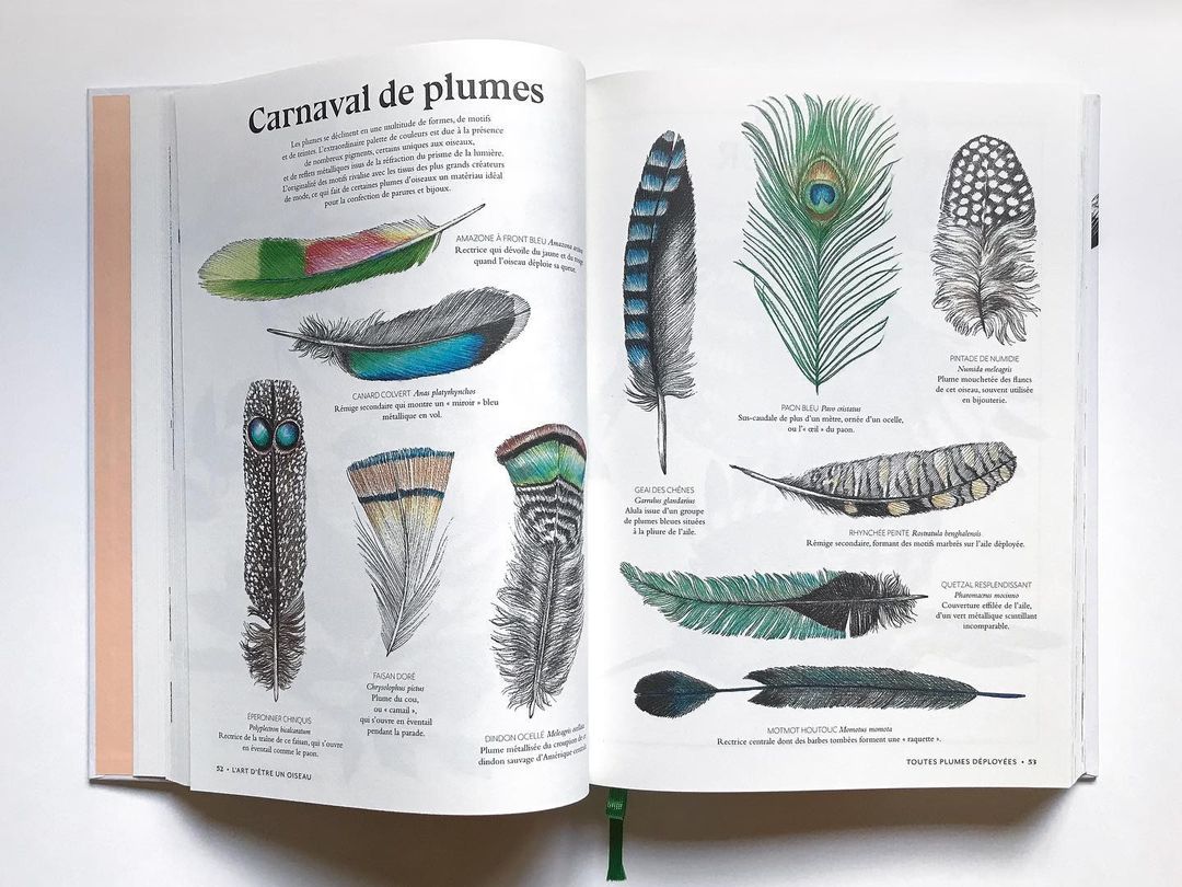 Open book spread featuring detailed color illustrations of various bird feathers with descriptive text on a white background.