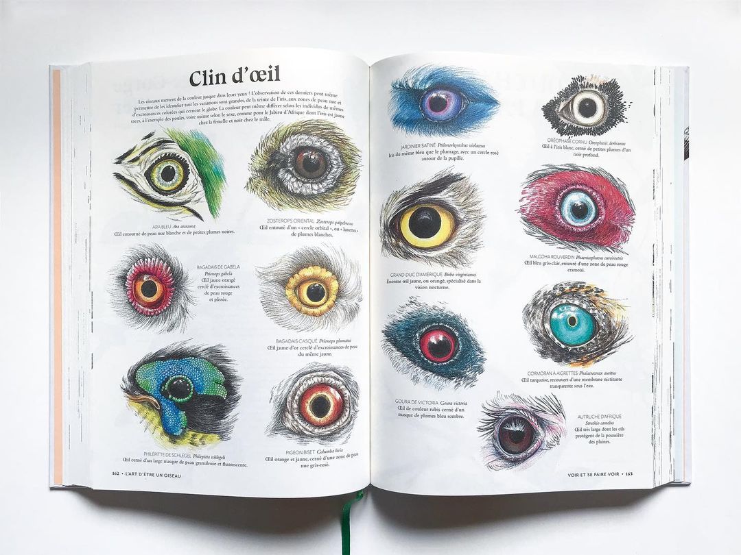 Open book displaying detailed illustrations of various bird eyes with distinct colors and shapes on white pages.