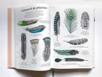 Open book spread showing detailed color and ink illustrations of various bird feathers with descriptive French typography.