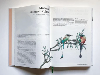 An open book with bird illustrations and French text, featuring two motmot birds perched on a branch.