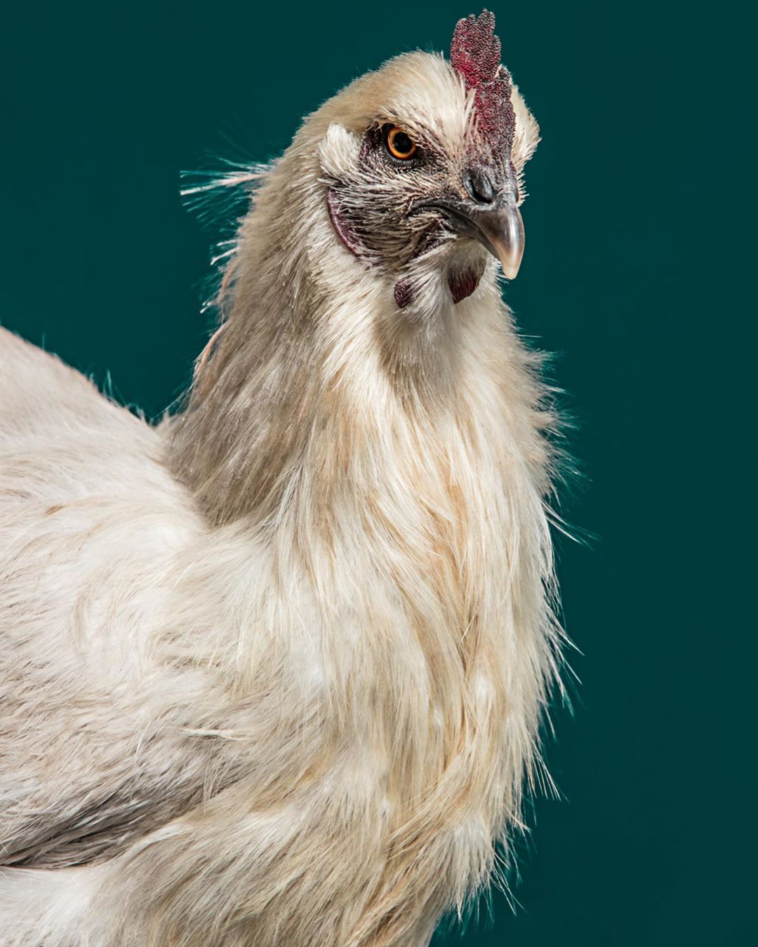 Close-up studio shot of a fluffy white Silkie chicken against a teal background, showcasing its unique plumage and distinctive red comb.