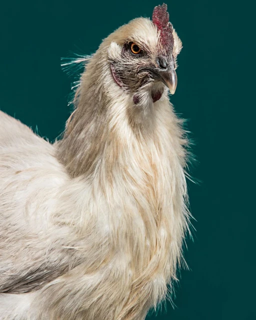 Close-up studio shot of a fluffy white Silkie chicken against a teal background, showcasing its unique plumage and distinctive red comb.