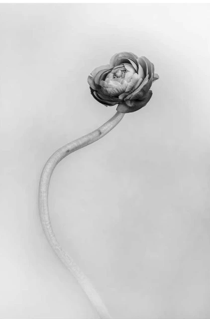 Monochromatic fine art close-up of a single ranunculus flower with its curved stem set against a soft, neutral backdrop.