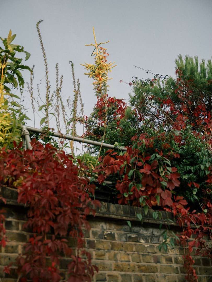 Garden wall with red vines, a green tree, and other greenery against an overcast sky, showcasing natural beauty and textures.