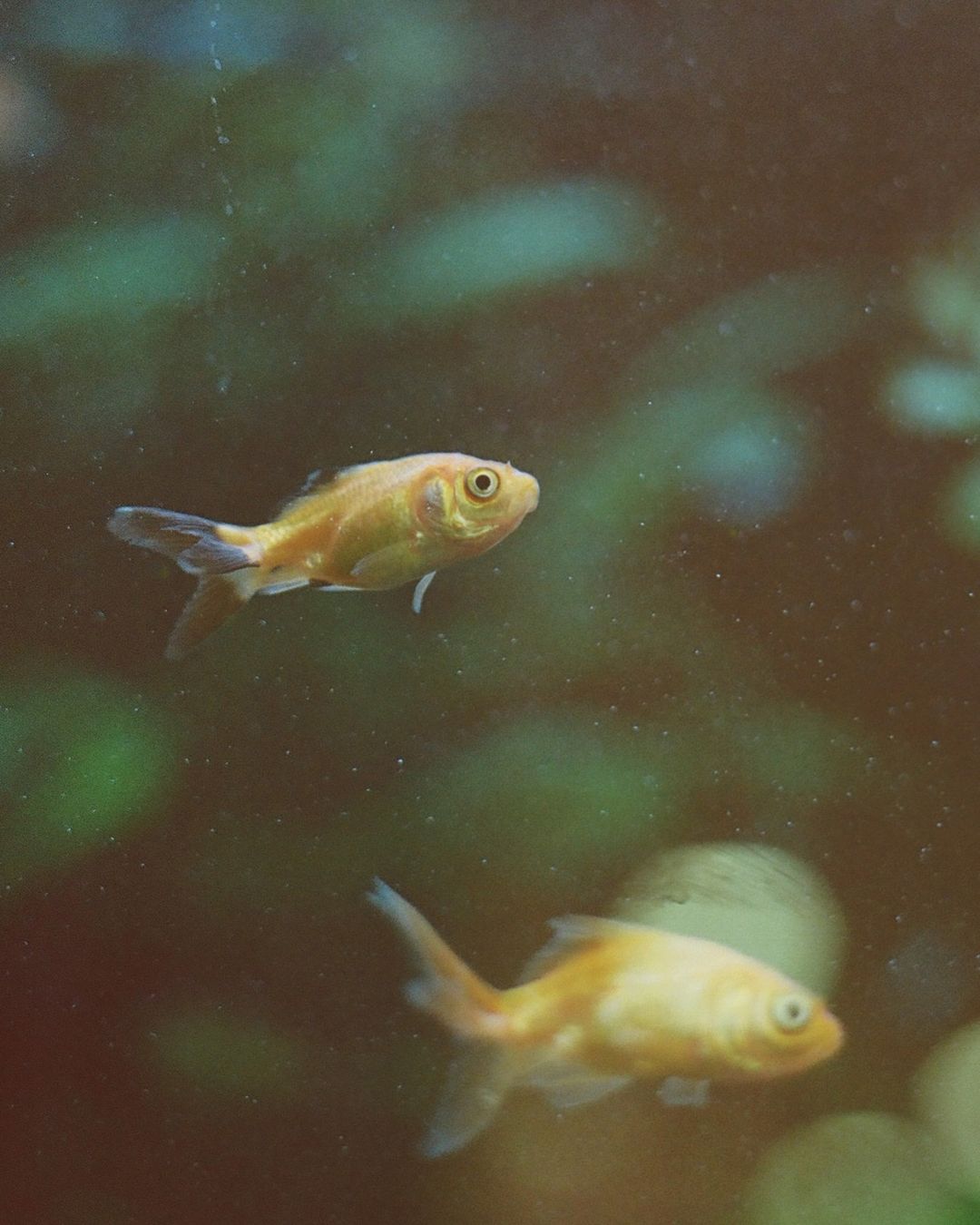 Two goldfish swimming in an aquarium with green plants, creating a vibrant and serene underwater scene, captured with a soft focus.