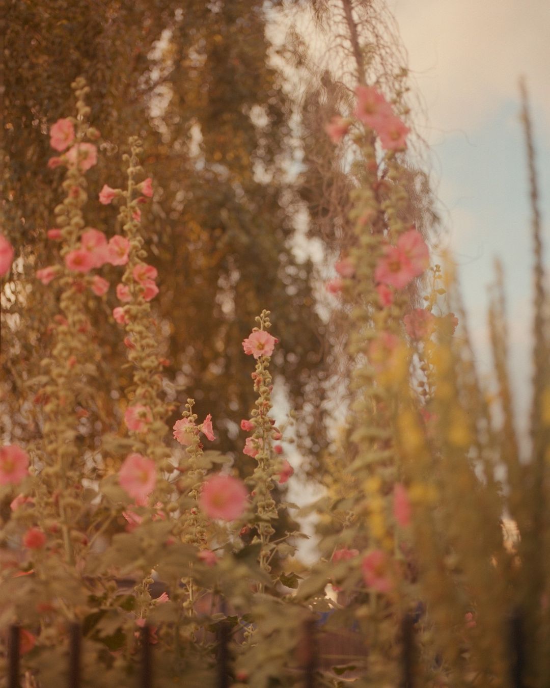 A lush garden scene with tall hollyhock flowers in full bloom, featuring shades of pink and green against a soft, diffused light backdrop.