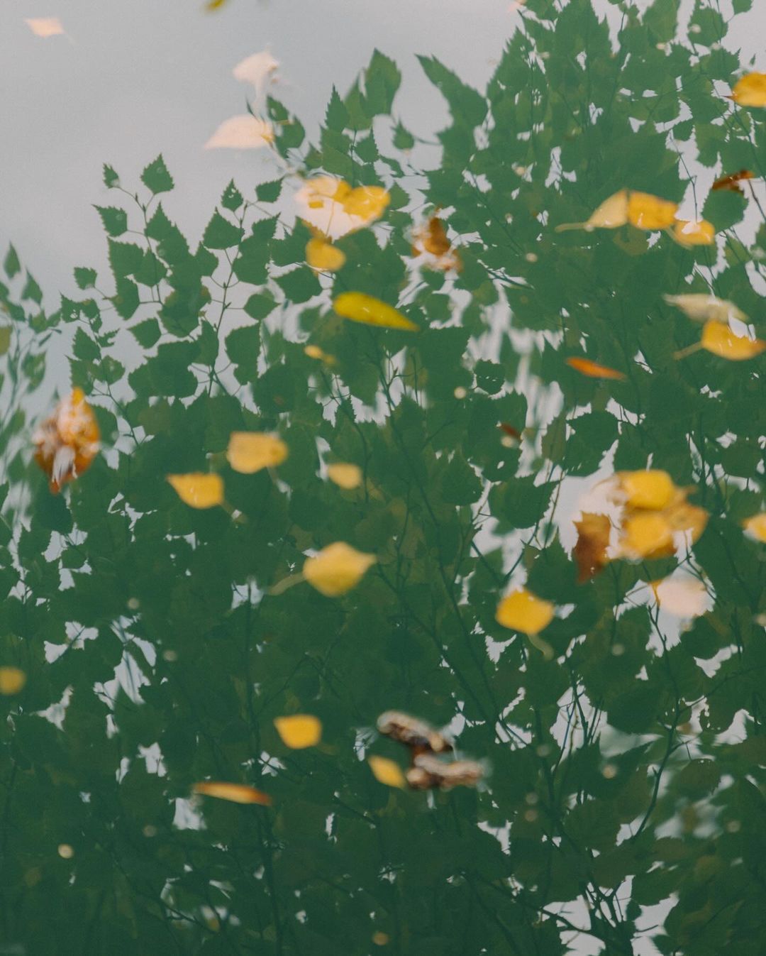 Abstract image of autumn leaves floating on water, reflecting the blurred green of trees above for a seasonal nature scene.