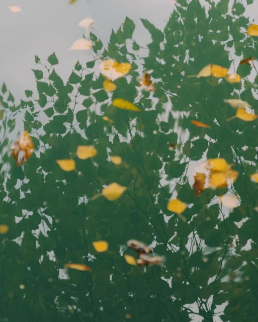 Abstract image of autumn leaves floating on water, reflecting the blurred green of trees above for a seasonal nature scene.