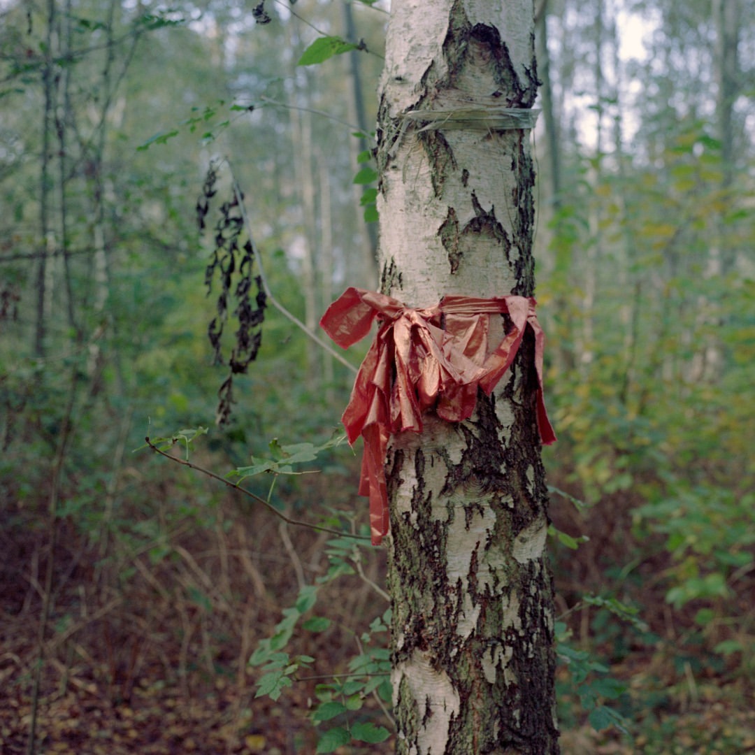 Birch tree in forest with red ribbon tied around its trunk, surrounded by foliage, woodland scenery in a natural outdoor setting.